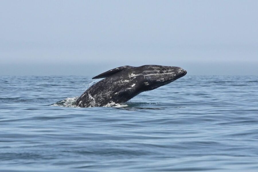 San Diego: Whale Watching Tour - Flagship Cruises & Events - Who will enjoy this most