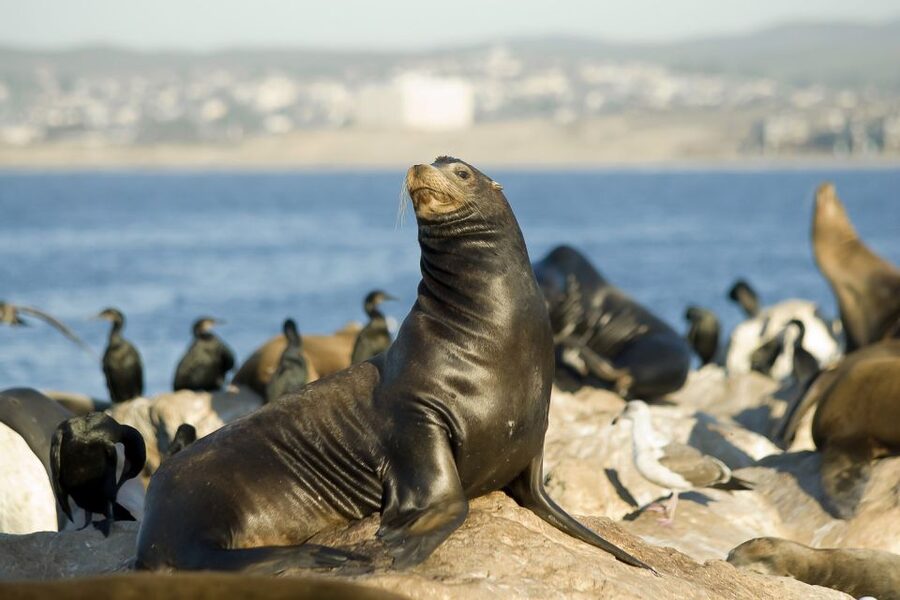 San Diego: Whale Watching Tour - Flagship Cruises & Events - Should you book Flagship’s whale-watching cruise?
