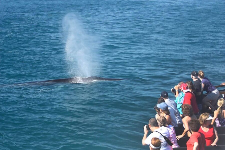 San Diego: Whale Watching Tour - Flagship Cruises & Events - Heading three to twelve miles offshore