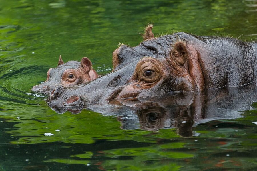 San Diego Zoo: 1-Day Admission Ticket - Key points to know before you go