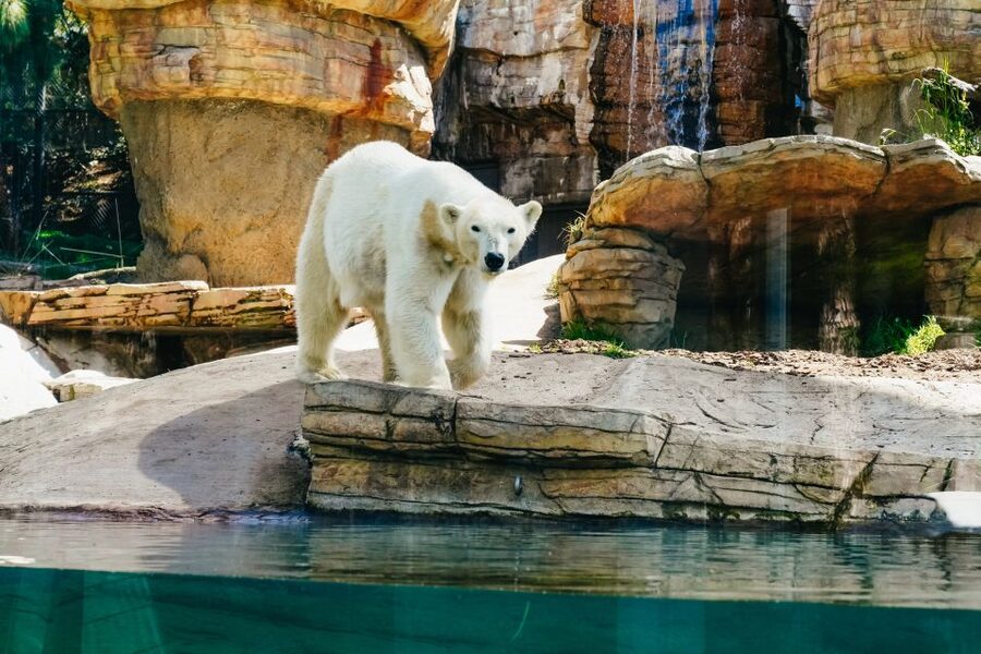 San Diego Zoo: 1-Day Admission Ticket - Start with the guided bus tour