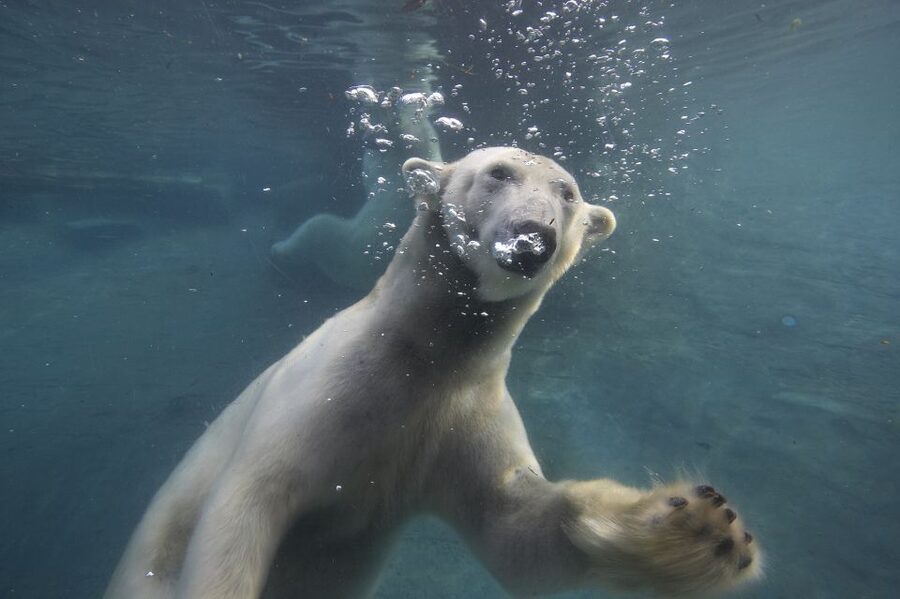 San Diego Zoo: 1-Day Admission Ticket - Polar Bear Plunge and Elephant Odyssey