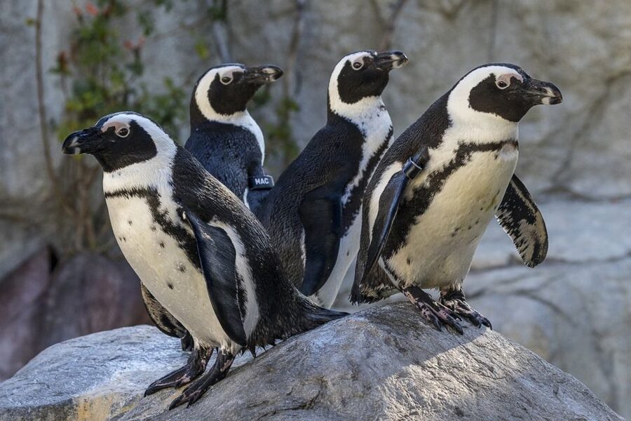 San Diego Zoo: 1-Day Admission Ticket - The Galápagos tortoises are a small but special stop
