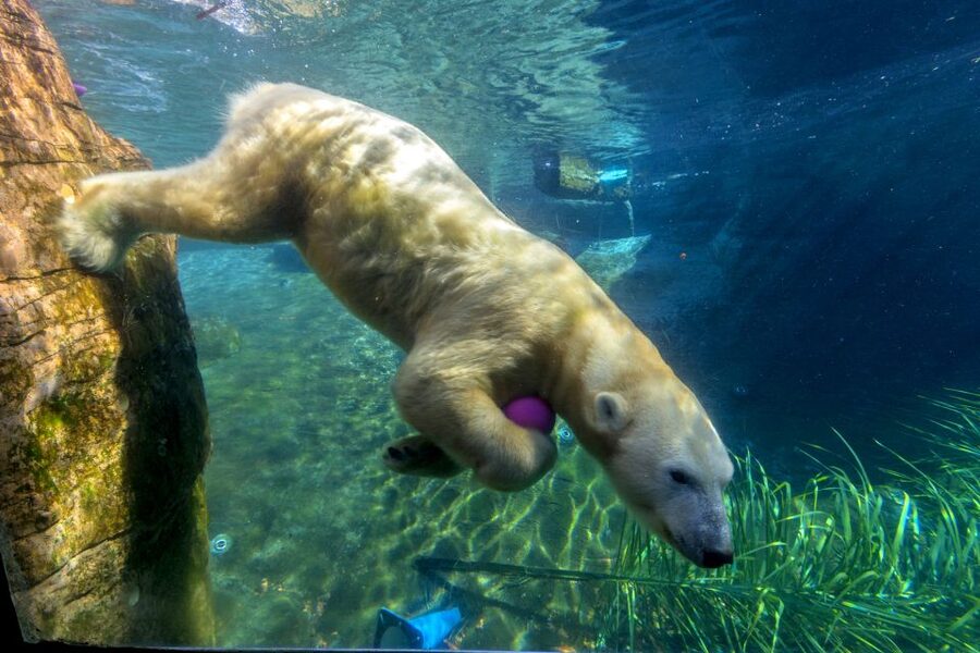 San Diego Zoo: 1-Day Admission Ticket - Gorillas, koalas, cats, and other popular stops
