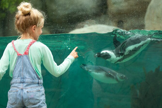 San Diego Zoo 1-Day Pass: Any Day Ticket - Giant pandas, koalas, and other headline animals