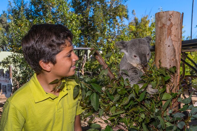 San Diego Zoo 1-Day Pass: Any Day Ticket - Skyfari views and the value of included transport