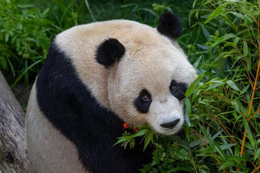 San Diego Zoo Admission Ticket - Key points before you book