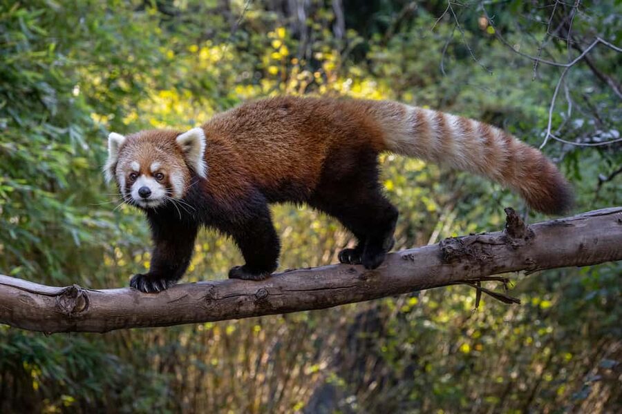 San Diego Zoo and Safari Park 2-Day Entry Ticket - A practical plan for your two visits