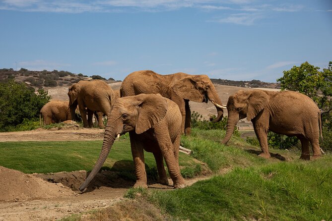 San Diego Zoo and Safari Park 2-Visit Pass Ticket - What to expect at the San Diego Zoo