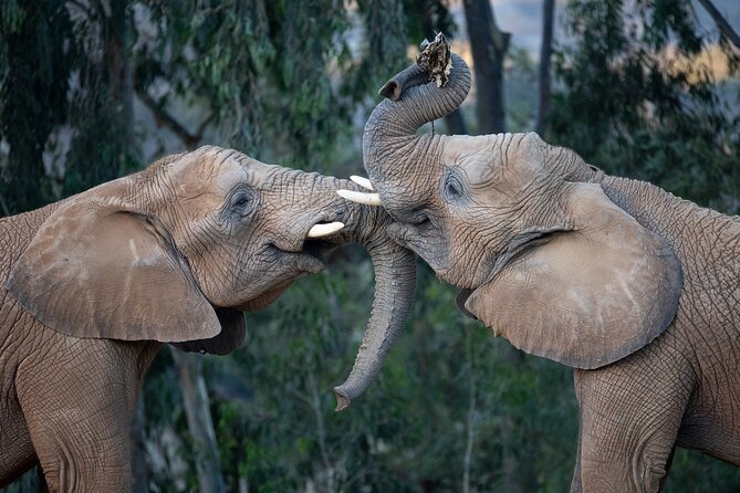 San Diego Zoo and Safari Park 2-Visit Pass Ticket - What the $130 pass really includes
