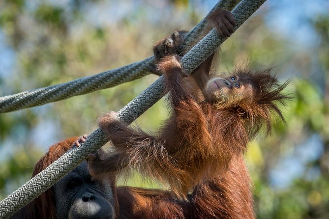 San Diego Zoo and Safari Park 2-Visit Pass Ticket - Ticket entry and a note of caution