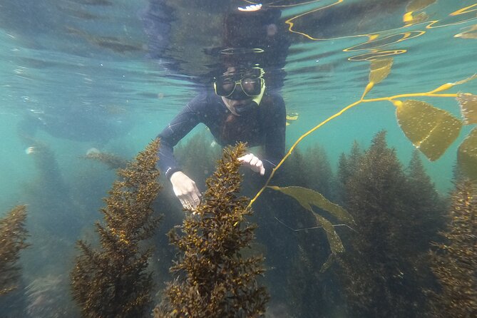 Snorkel San Diego's Mission Bay with a Marine Biologist - Why Mission Bay works for beginner snorkelers