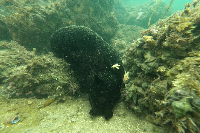 Snorkel San Diego's Mission Bay with a Marine Biologist - What the water can and cannot promise