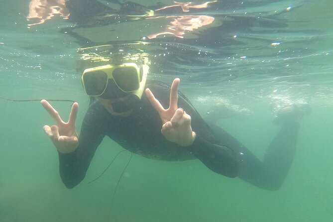 Snorkel San Diego's Mission Bay with a Marine Biologist - The underwater photo album