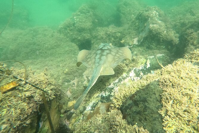 Snorkel San Diego's Mission Bay with a Marine Biologist - The $60 price and the extra wetsuit cost