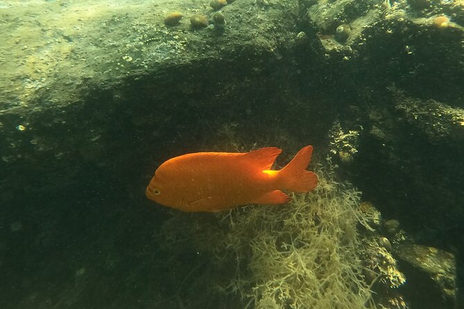 Snorkel San Diego's Mission Bay with a Marine Biologist - Best for families, first-timers, and curious solo visitors