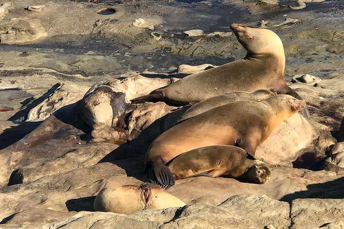 The La Jolla Tour - Why La Jolla works so well as a half-day outing