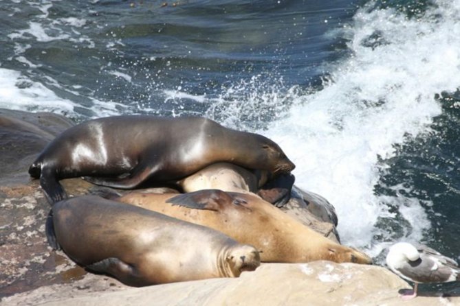The La Jolla Tour - Children’s Pool tells a memorable La Jolla story