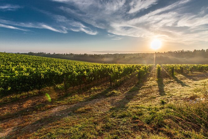 Valle de Guadalupe Winery and Vineyard Tour from San Diego - Ensenada and the turn inland