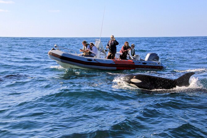 Whale and Dolphin Watching in San Diego - Why this small boat changes the San Diego whale watching experience