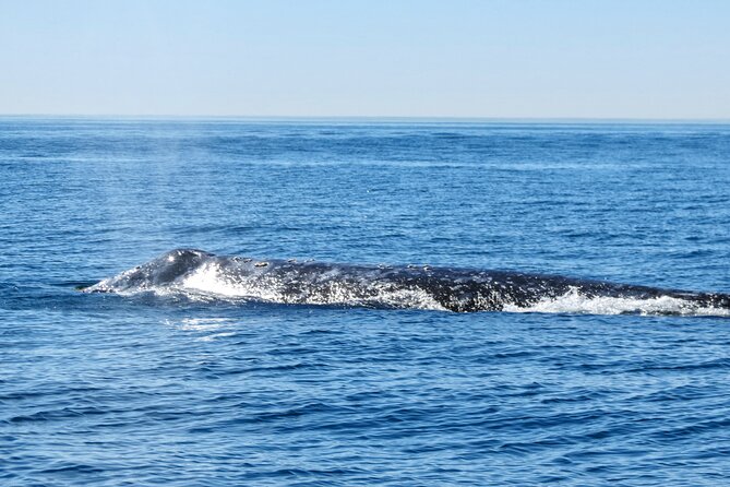 Whale and Dolphin Watching in San Diego - Whale sightings depend on season and luck