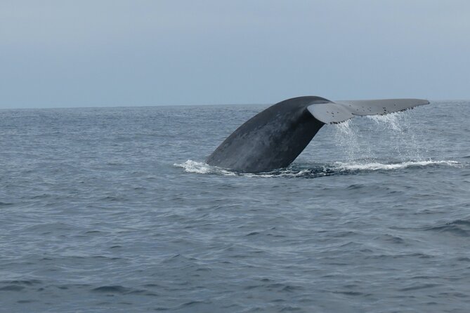 Whale and Dolphin Watching in San Diego - What three hours feels like on the water