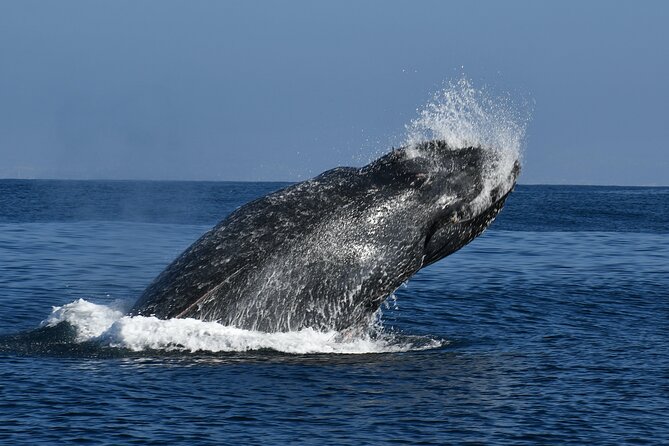 Whale and Dolphin Watching in San Diego - Comfort, weather, and the small-boat tradeoff