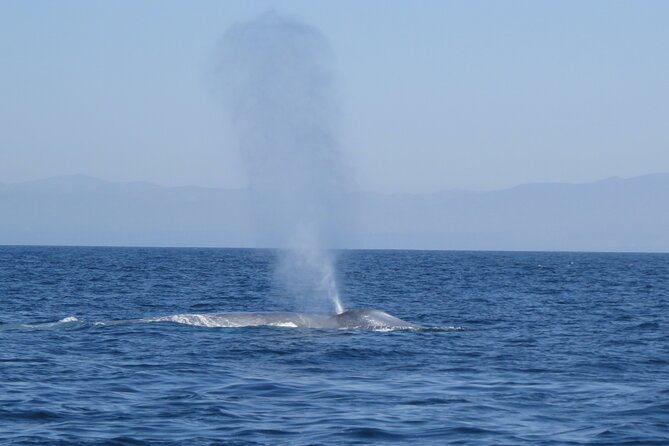 Whale and Dolphin Watching in San Diego - Who should book this outing?