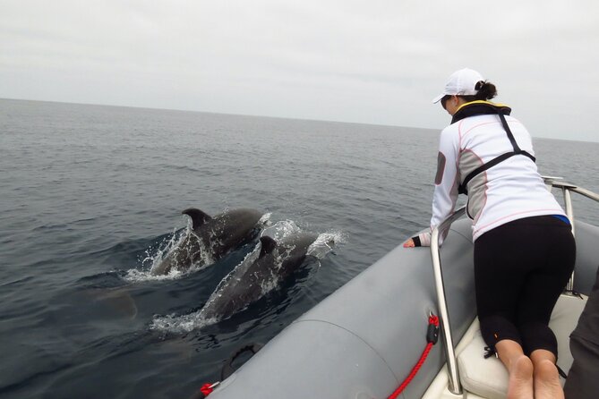 Whale and Dolphin Watching in San Diego - Should you book Whale and Dolphin Watching in San Diego?