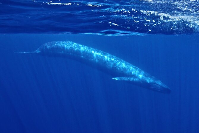 Whale and Dolphin Watching in San Diego Speedboat Tour - Key things to know before you book