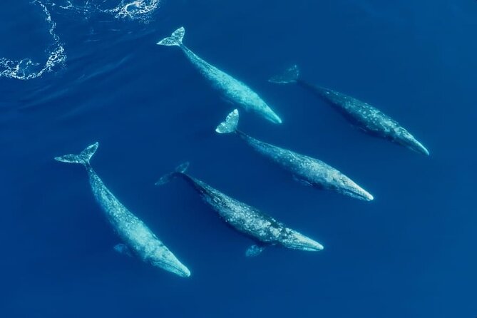 Whale and Dolphin Watching in San Diego Speedboat Tour - Dolphins are the year-round possibility