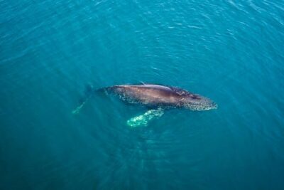 Whale and Dolphin Watching in San Diego Speedboat Tour