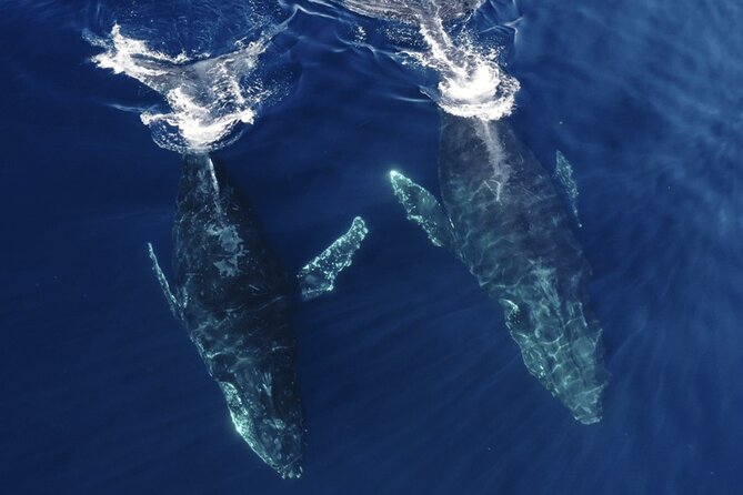 Whale and Dolphin Watching in San Diego Speedboat Tour - Why the six-person Zodiac changes the experience
