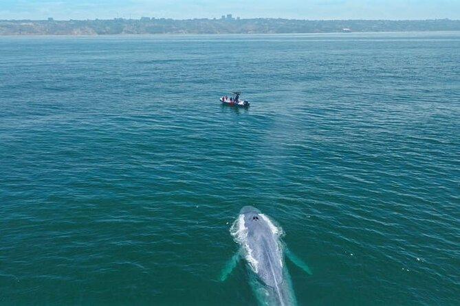 Whale and Dolphin Watching in San Diego Speedboat Tour - A practical look at the $199 price