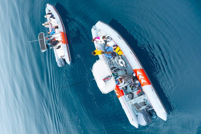 Whale and Dolphin Watching in San Diego Speedboat Tour - What the crew adds to the outing
