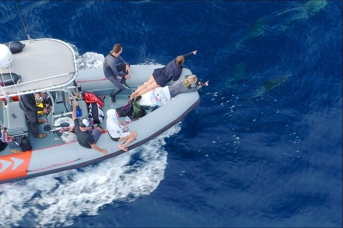 Whale and Dolphin Watching in San Diego Speedboat Tour - How to prepare for three hours at sea
