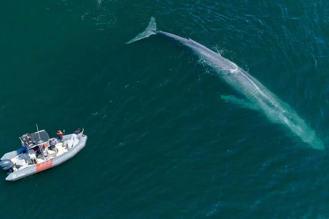 Whale and Dolphin Watching in San Diego Speedboat Tour - The cancellation rule deserves attention