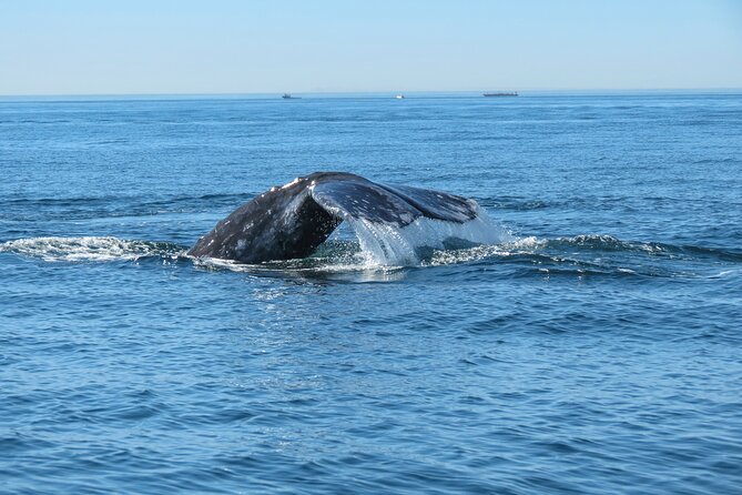 Whale and Dolphin Watching in San Diego - Searching for dolphins, whales, and sea lions